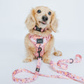 Sassy Woof Cushioned Adjustable Dog Collar