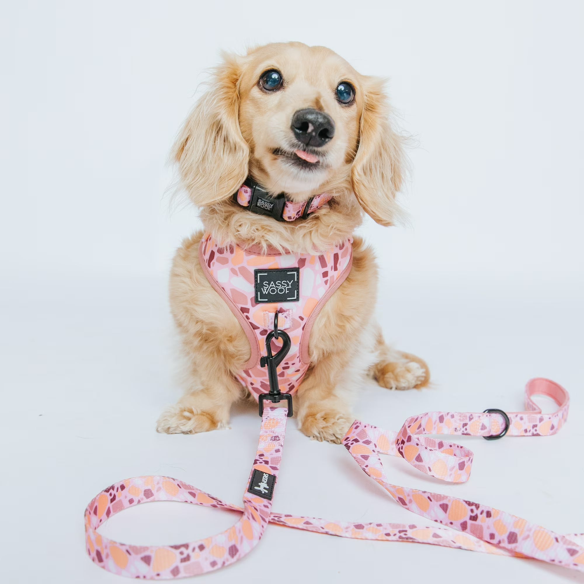 Sassy Woof Cushioned Adjustable Dog Collar