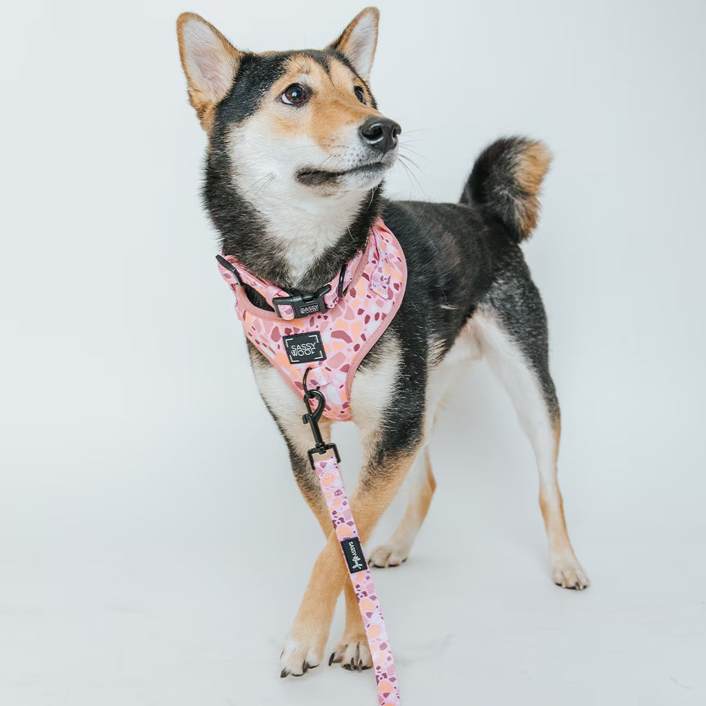 Sassy Woof Cushioned Adjustable Dog Collar