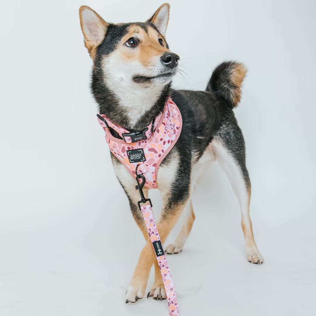 Sassy Woof Cushioned Adjustable Dog Collar