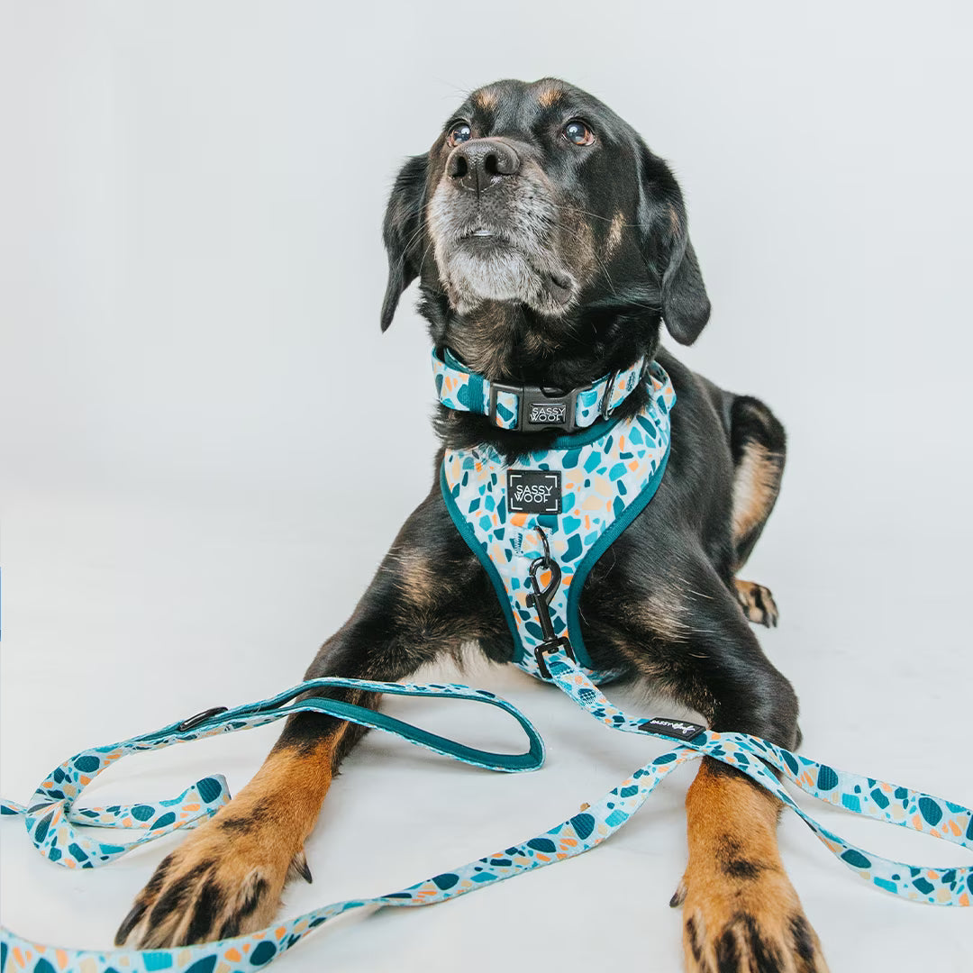 Sassy Woof Cushioned Adjustable Dog Collar